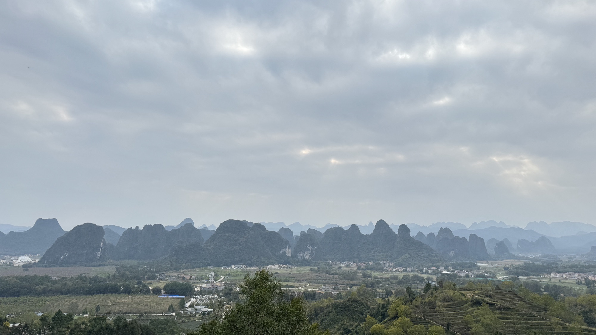 德高信T三有机茶园旅行图片 3
