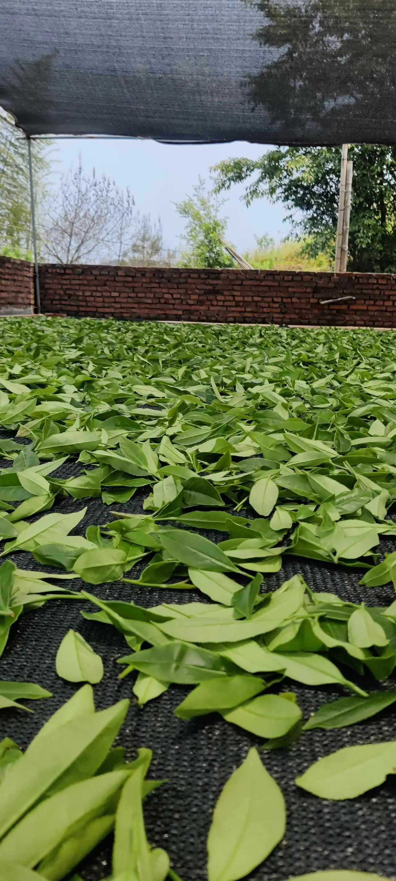 德高信T三有机茶园旅行图片 3