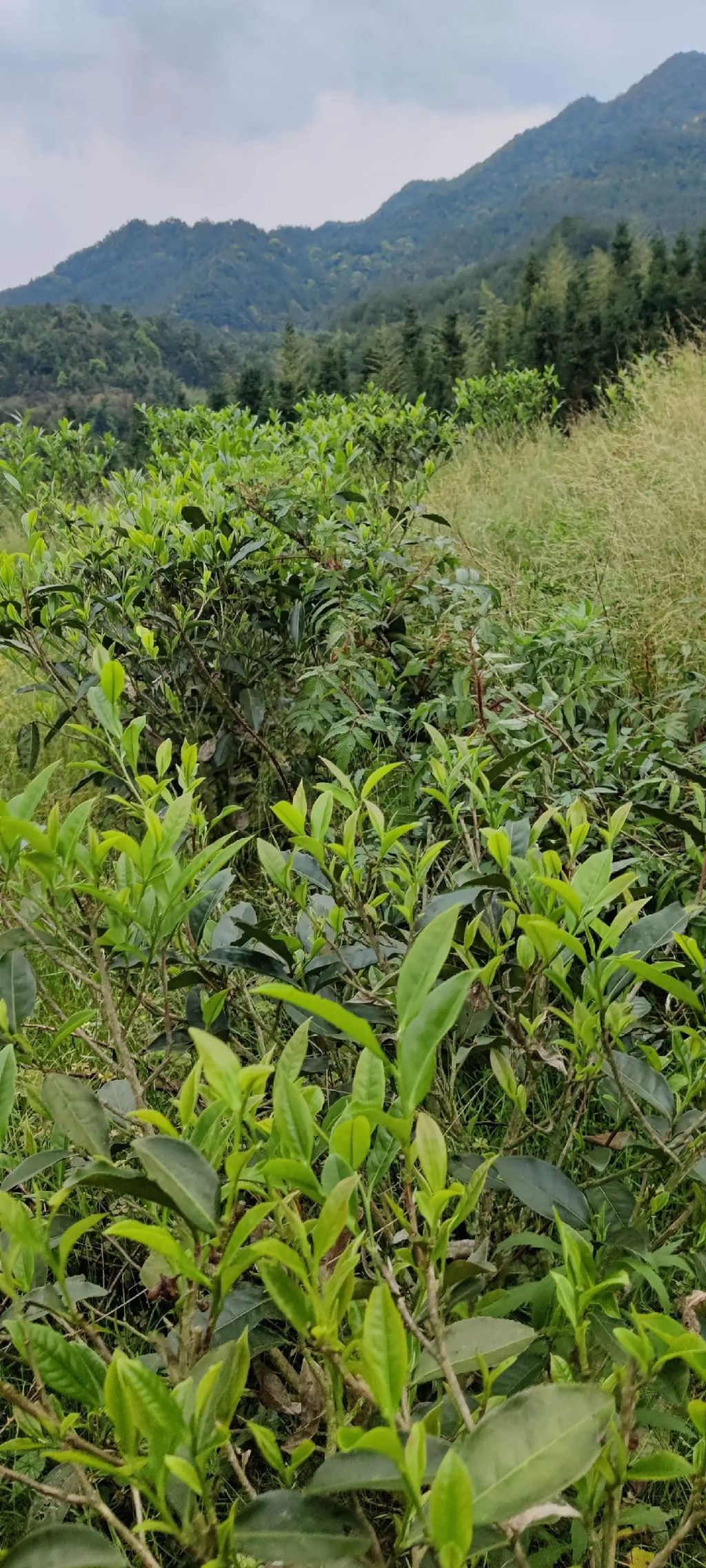 德高信T三有机茶园旅行图片 1