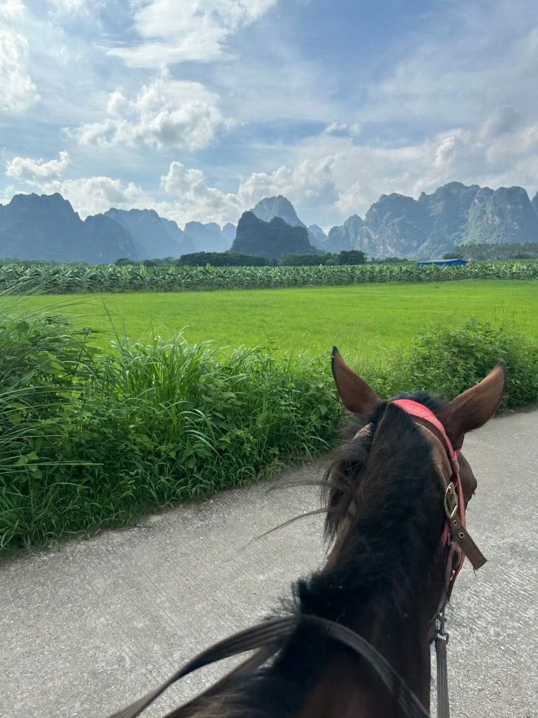 德高信T三有机茶园旅行图片 2