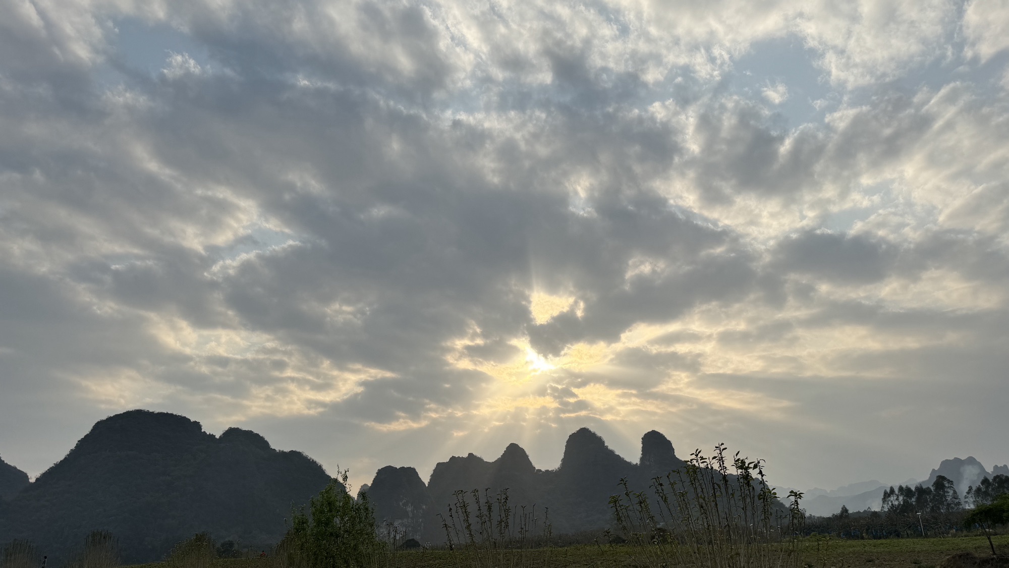 德高信T三有机茶园旅行图片 1