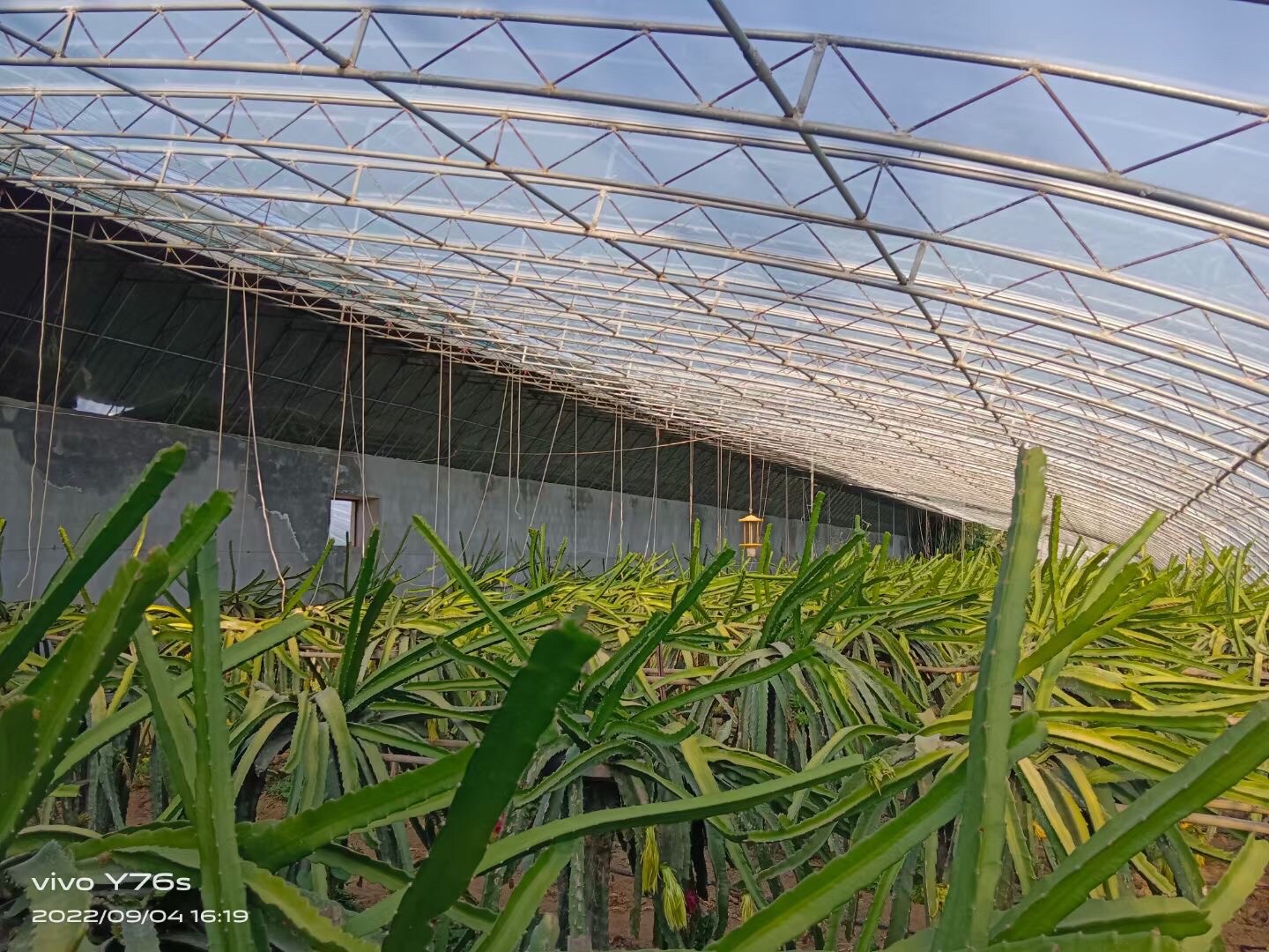 济南市莱芜区伟腾生态农业开发有限公司