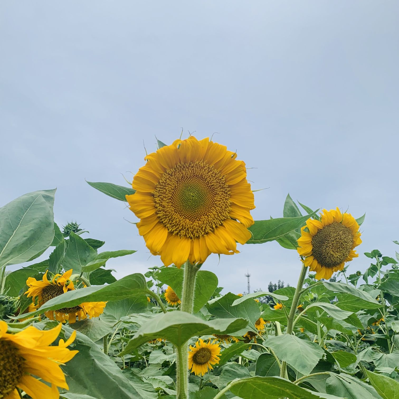 万花山森林公园旅行图片 1