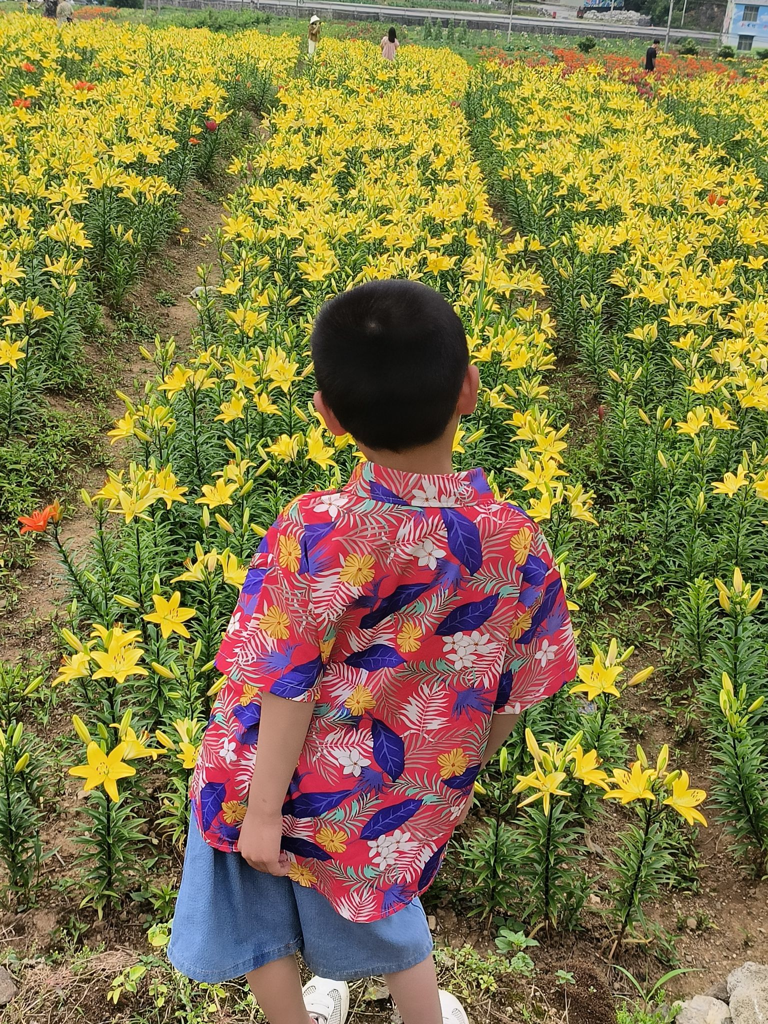 百合博览园旅行图片 2