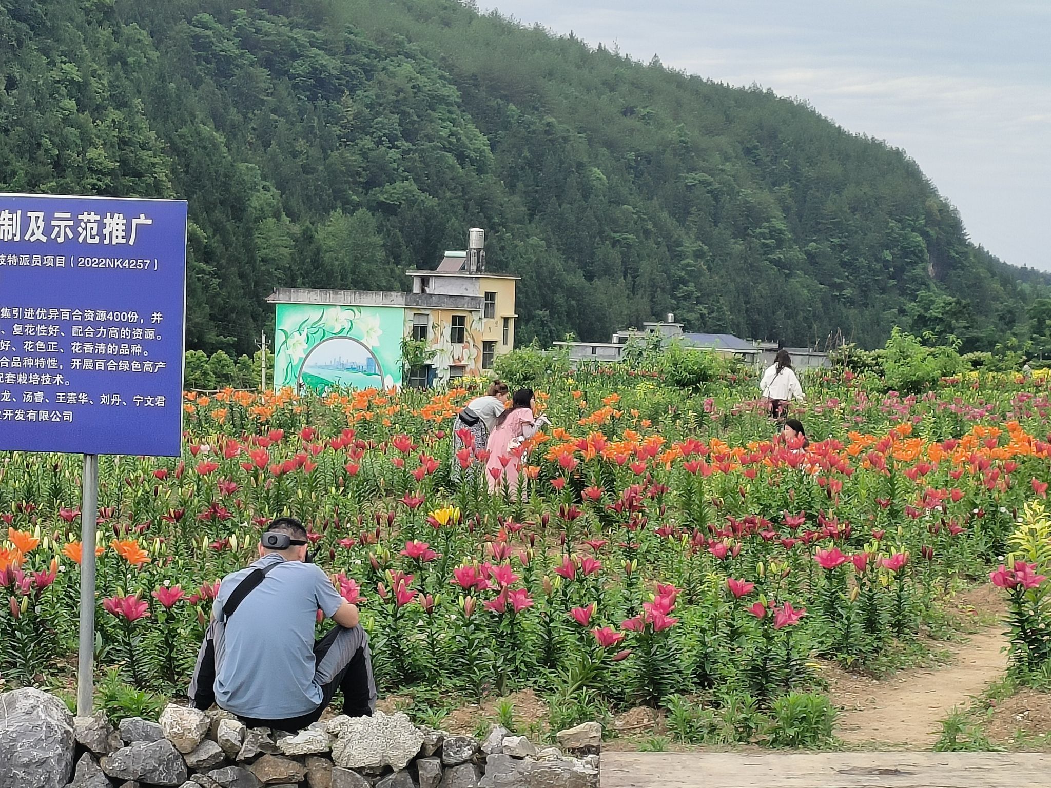 百合博览园旅行图片 1