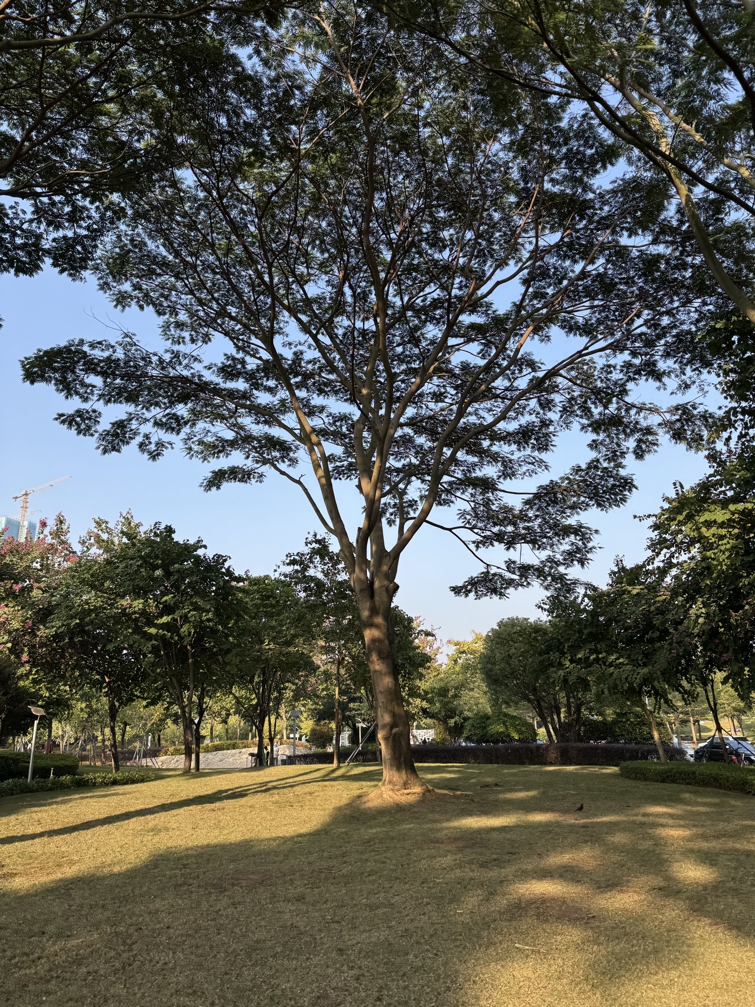 前海紫荆园旅行图片 2