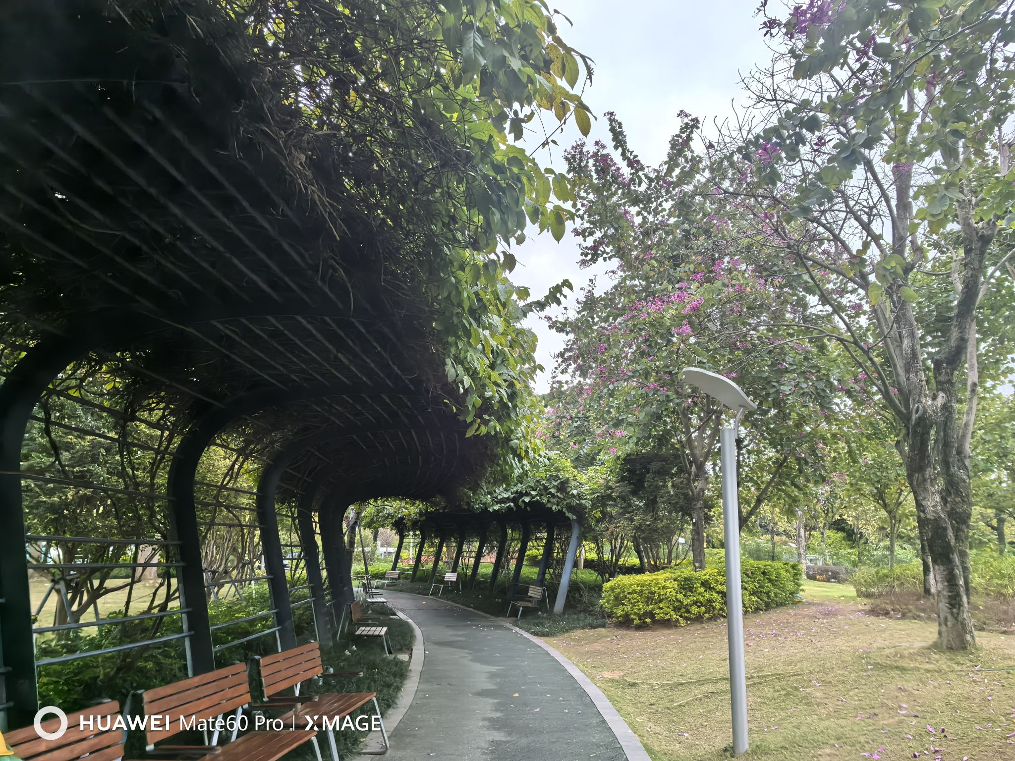 前海紫荆园旅行图片 2