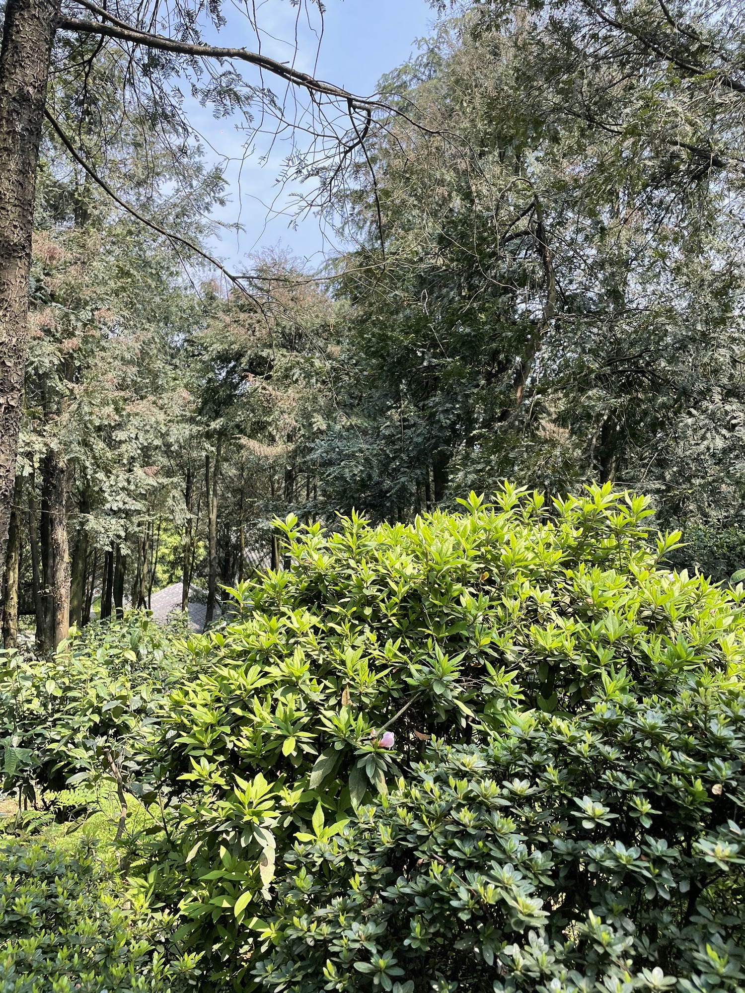 红豆杉谷景区旅行图片 2