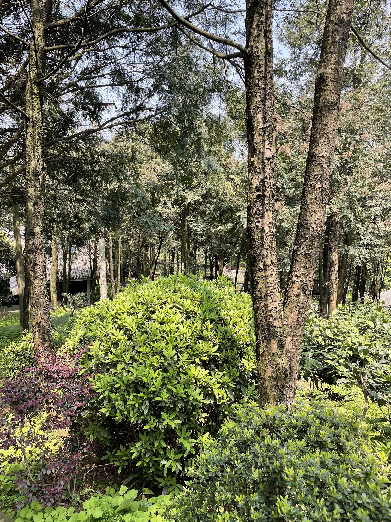 红豆杉谷景区旅行图片 1