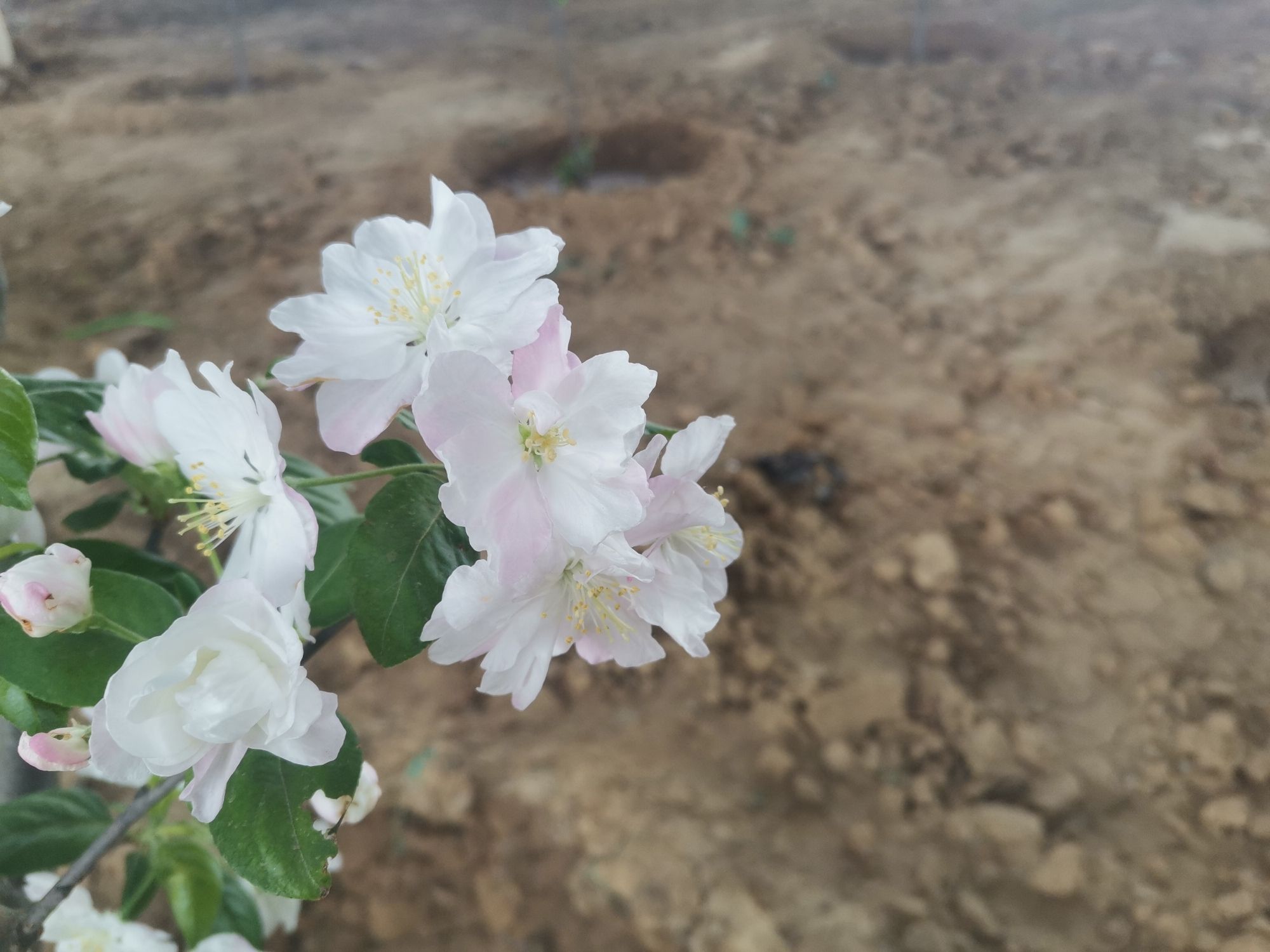 星河森林公园旅行图片 3