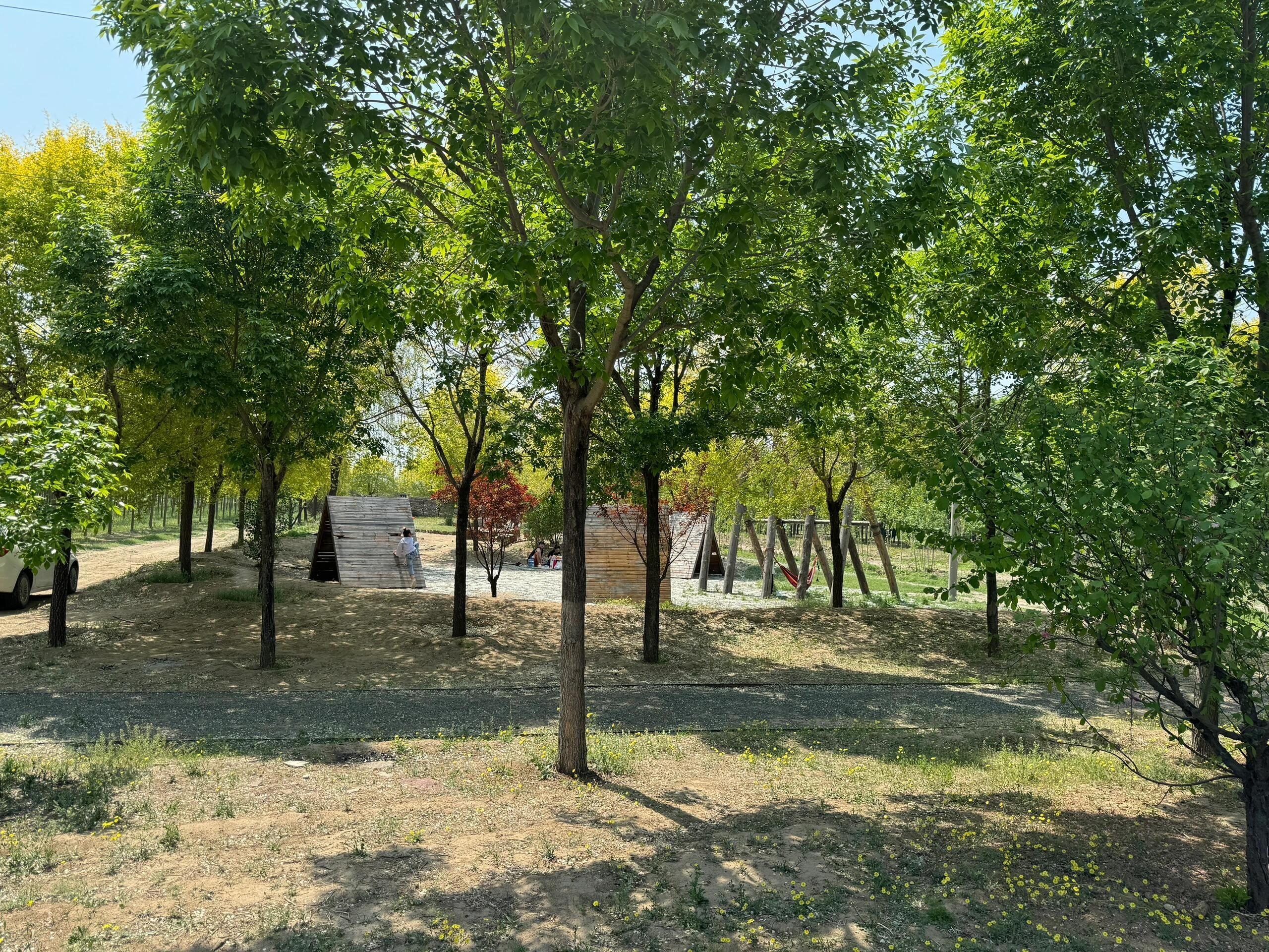 星河森林公园旅行图片 3