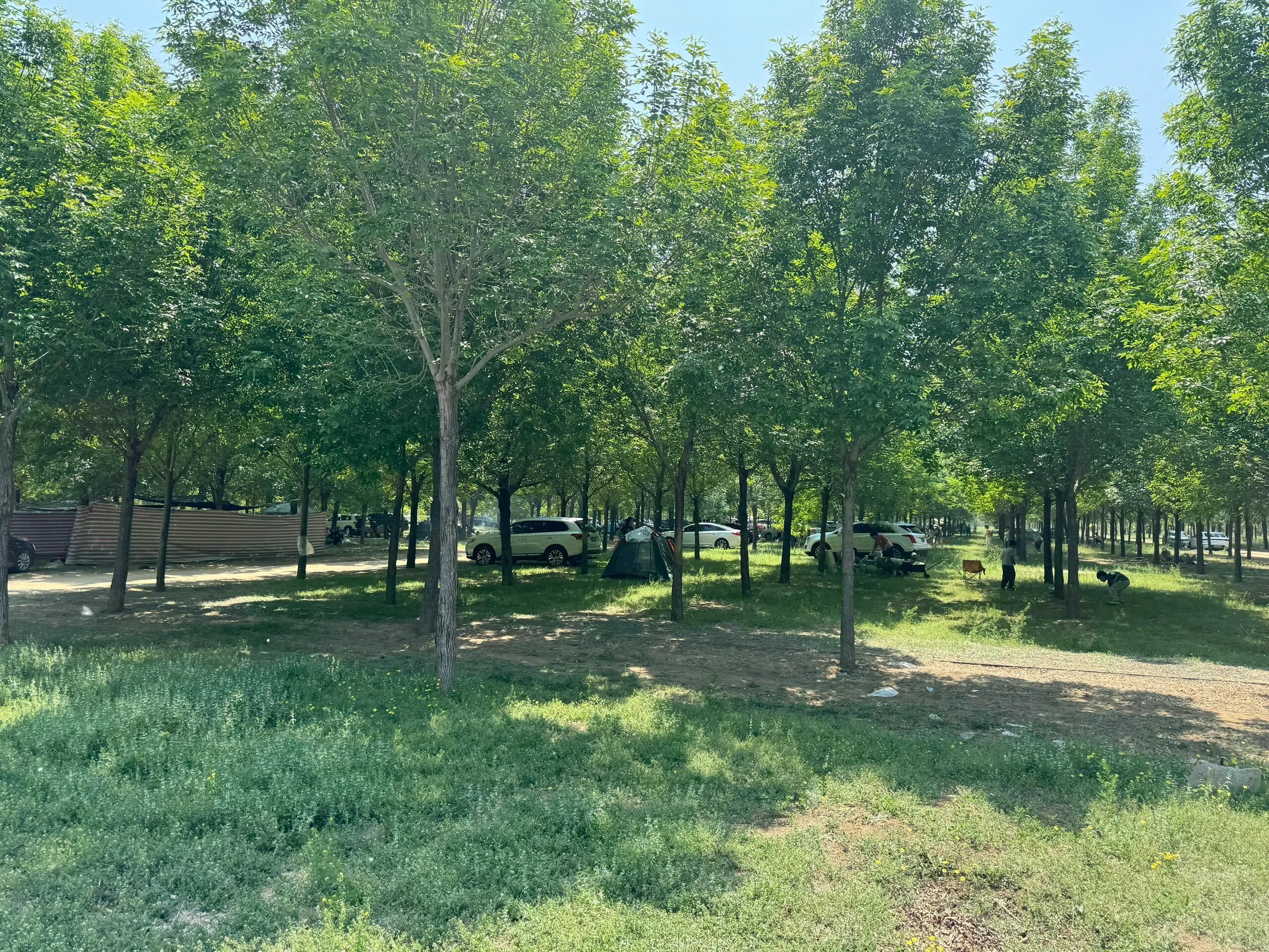 星河森林公园旅行图片 1