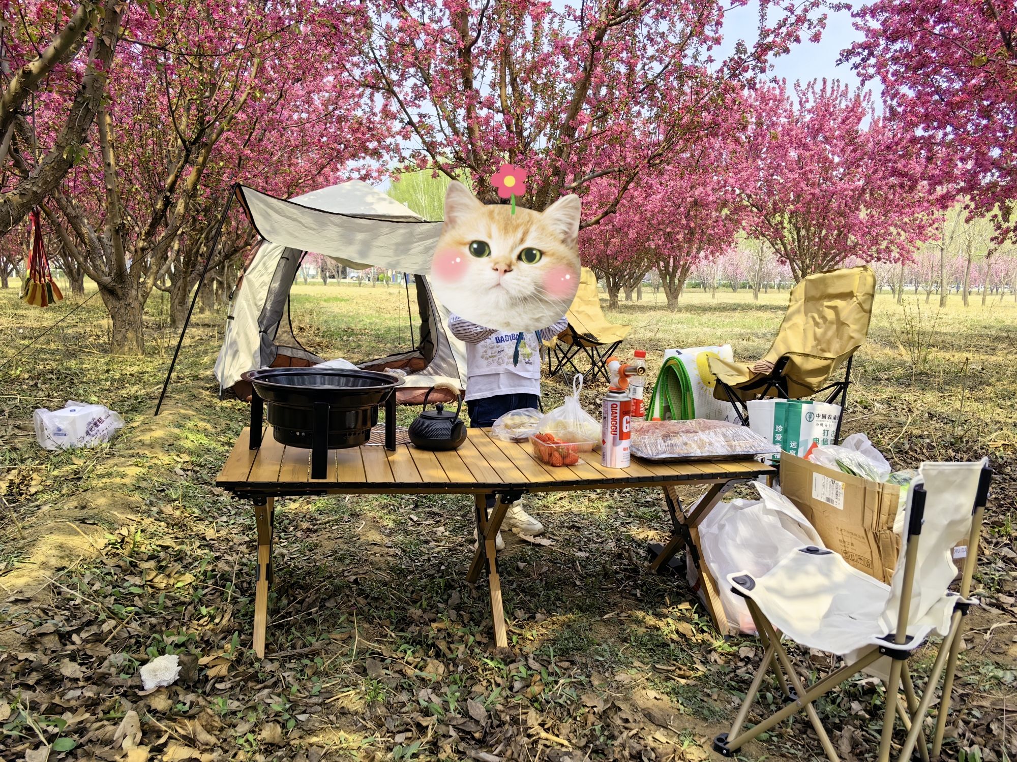 星河森林公园旅行图片 2