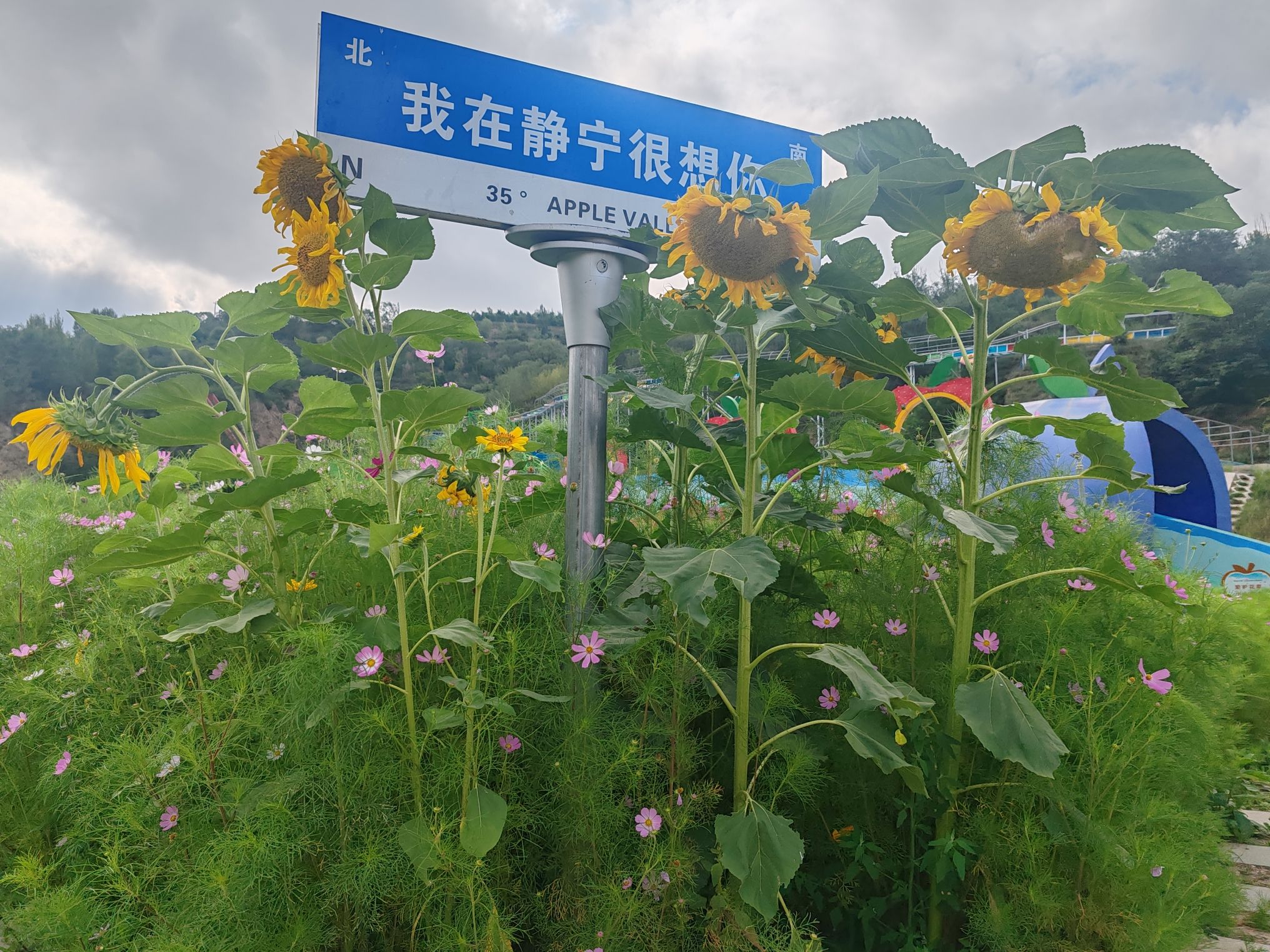 35度苹果谷