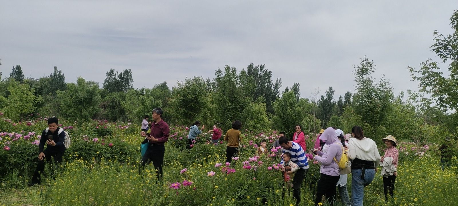 西泊庄牡丹园旅行图片 2