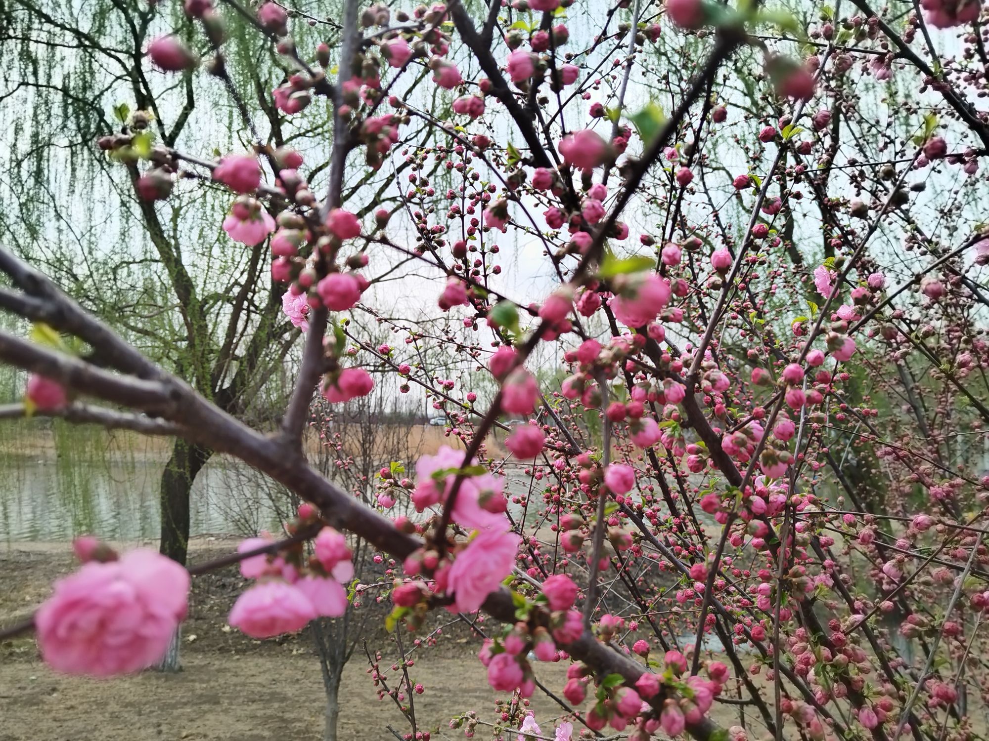 龙凤河观景台旅行图片 3