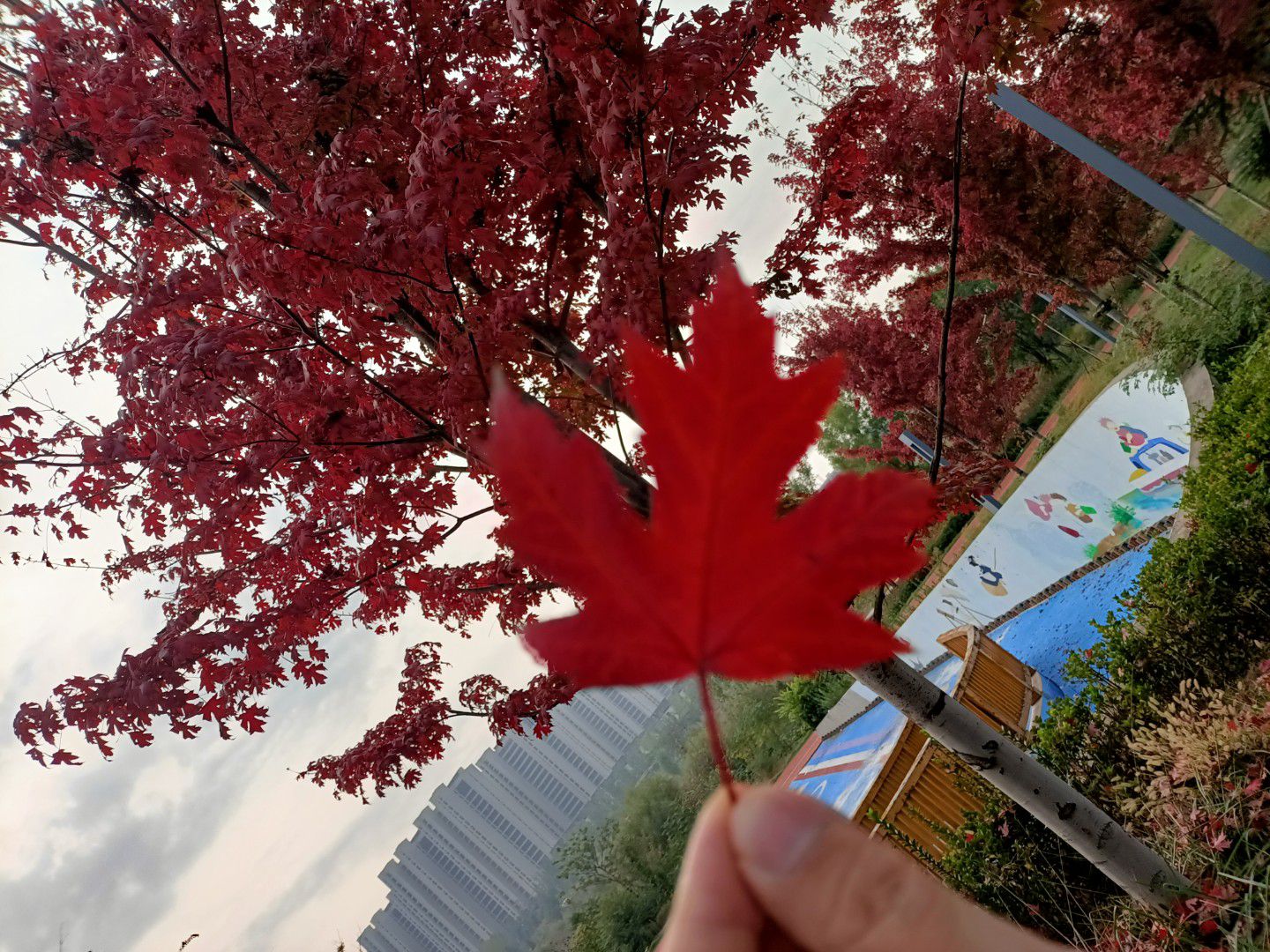河南长葛中央公园旅行图片 2