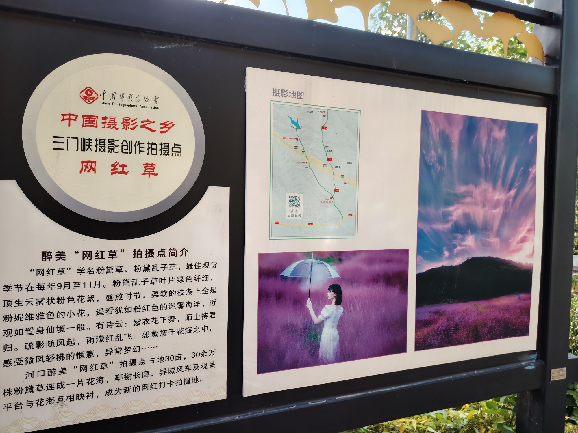 义马市清风山网红草粉黛草旅行图片 2