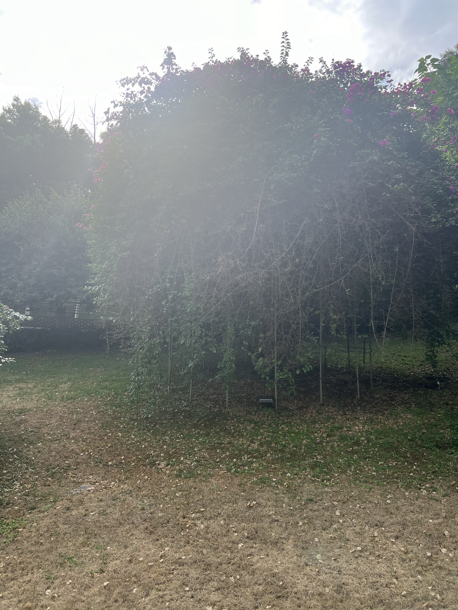 松林坡公园旅行图片 3