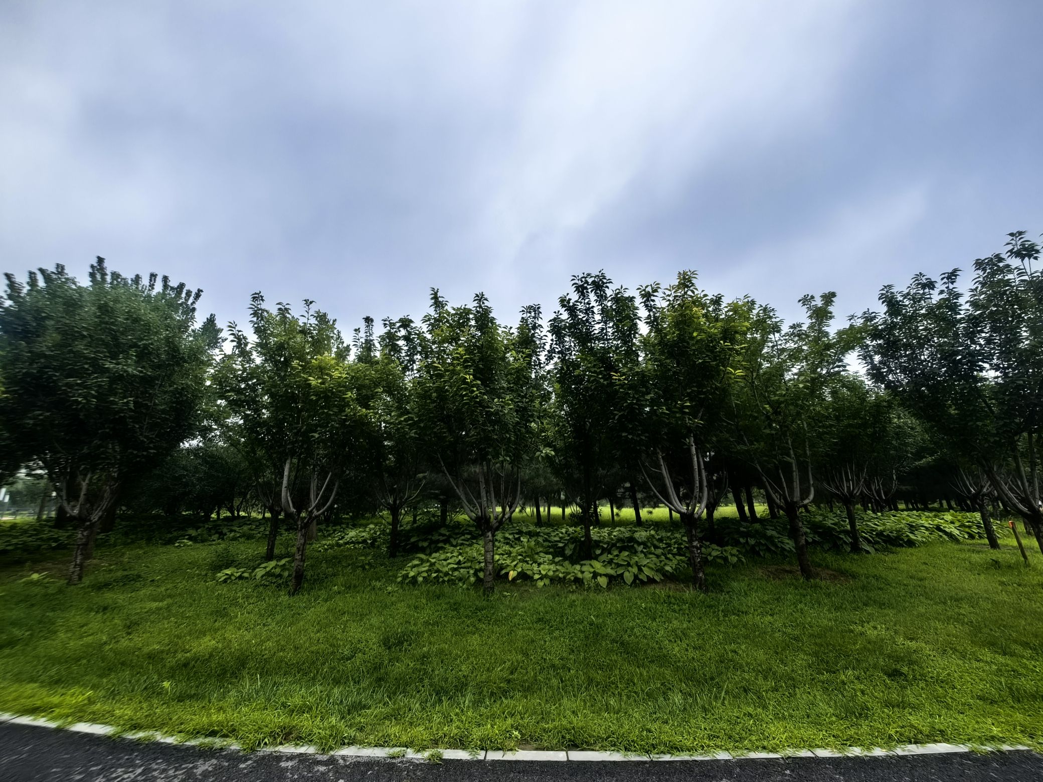 西红门生态公园旅行图片 3