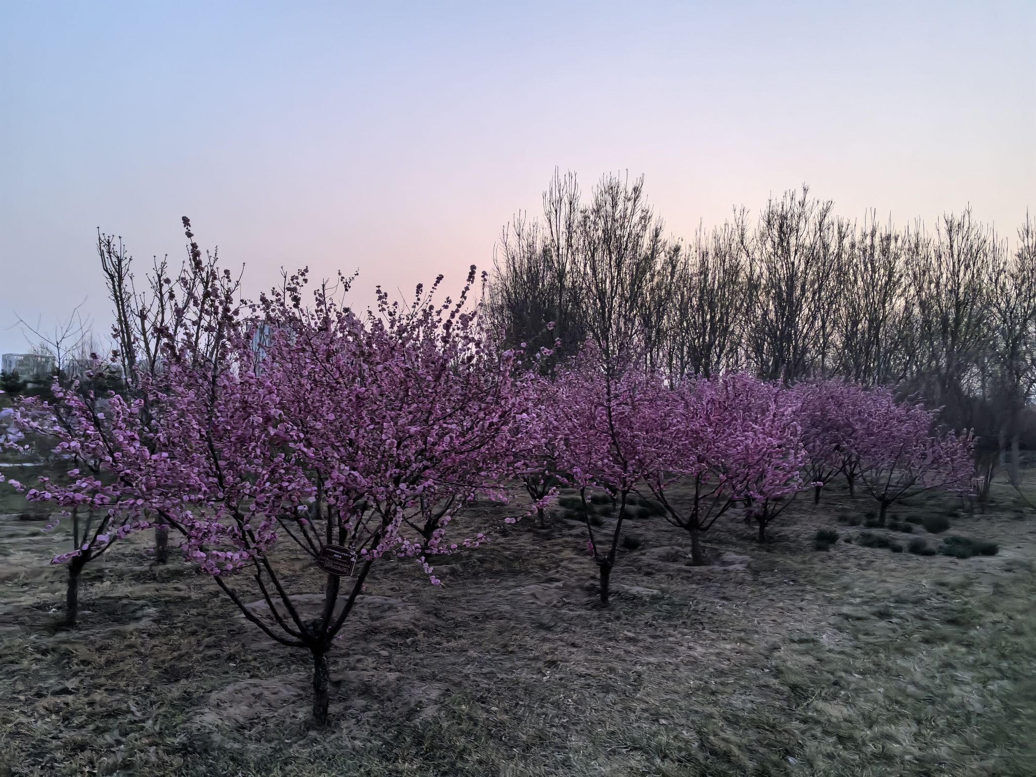 西红门生态公园旅行图片 2