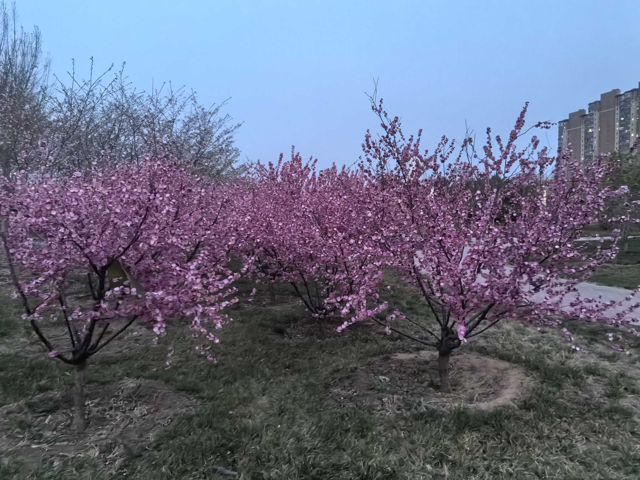 西红门生态公园旅行图片 1