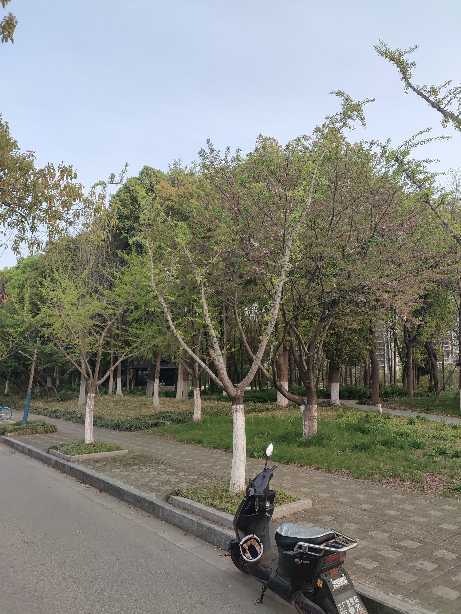 伯渎河公园旅行图片 1