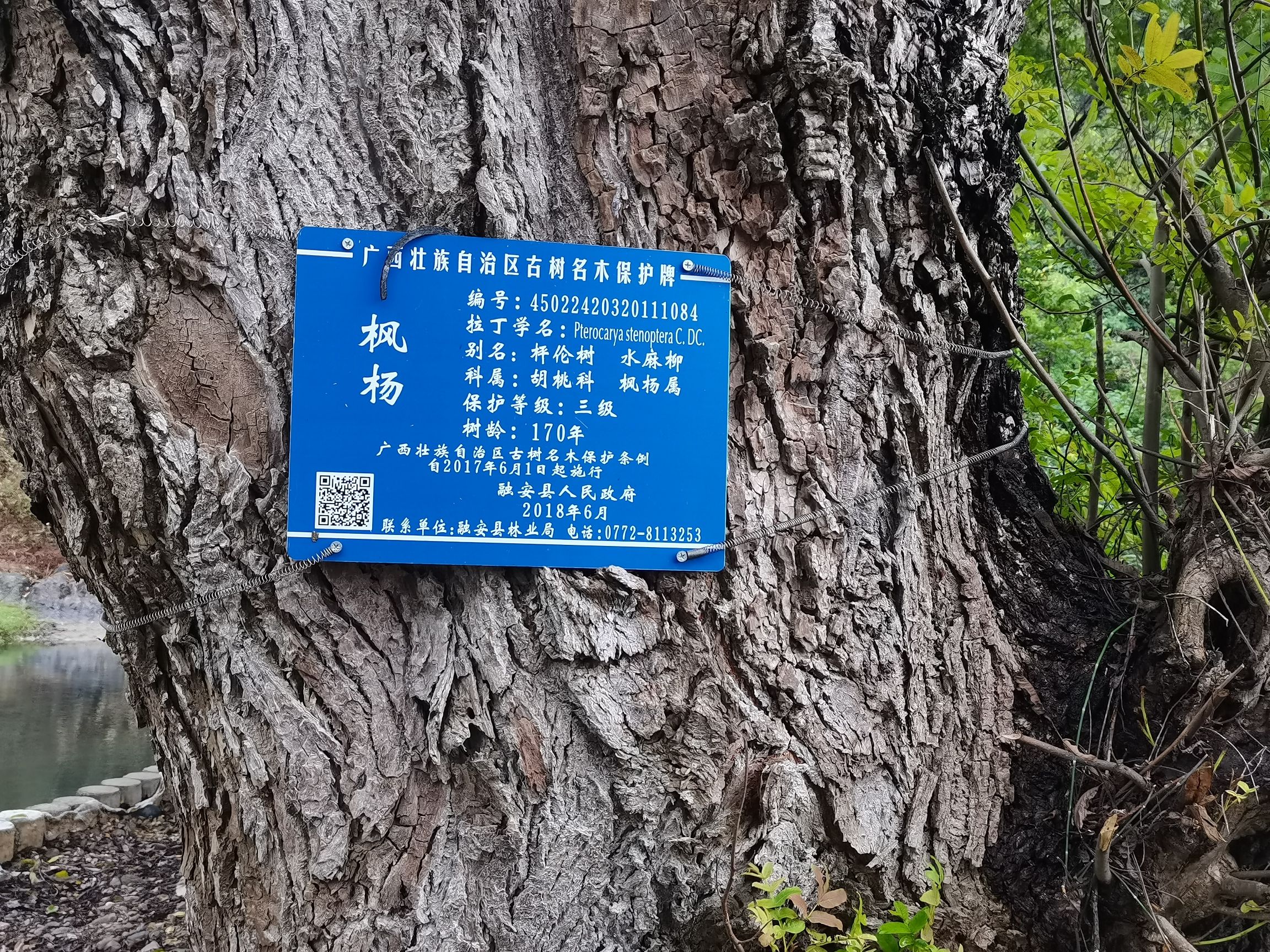 石岩生态旅游景区旅行图片 2