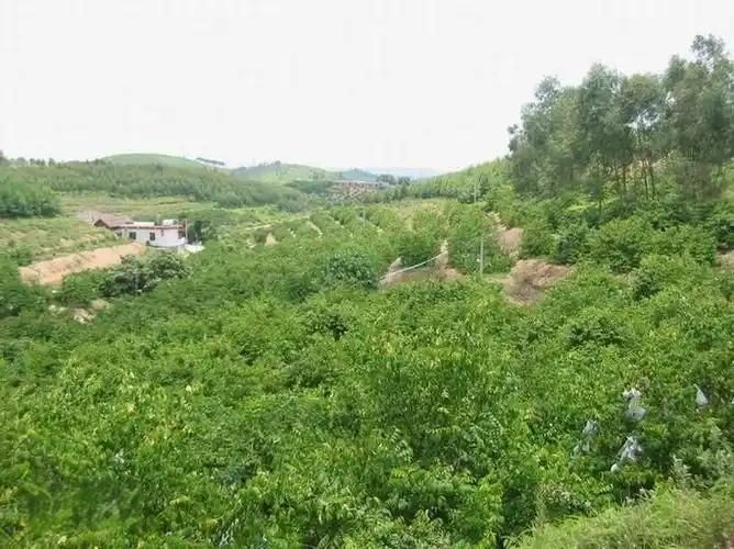 廉江市杨桃沟景区旅行图片 3