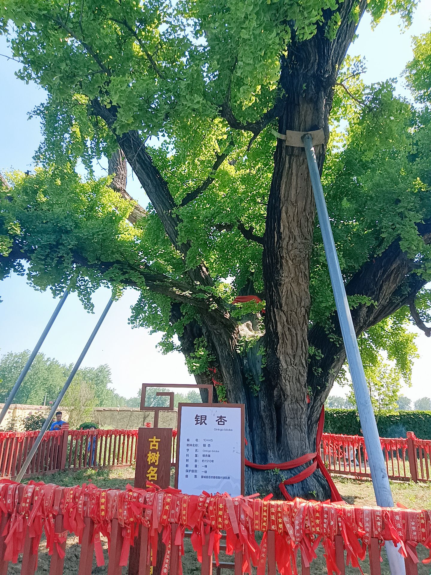 千年银杏树旅行图片 1