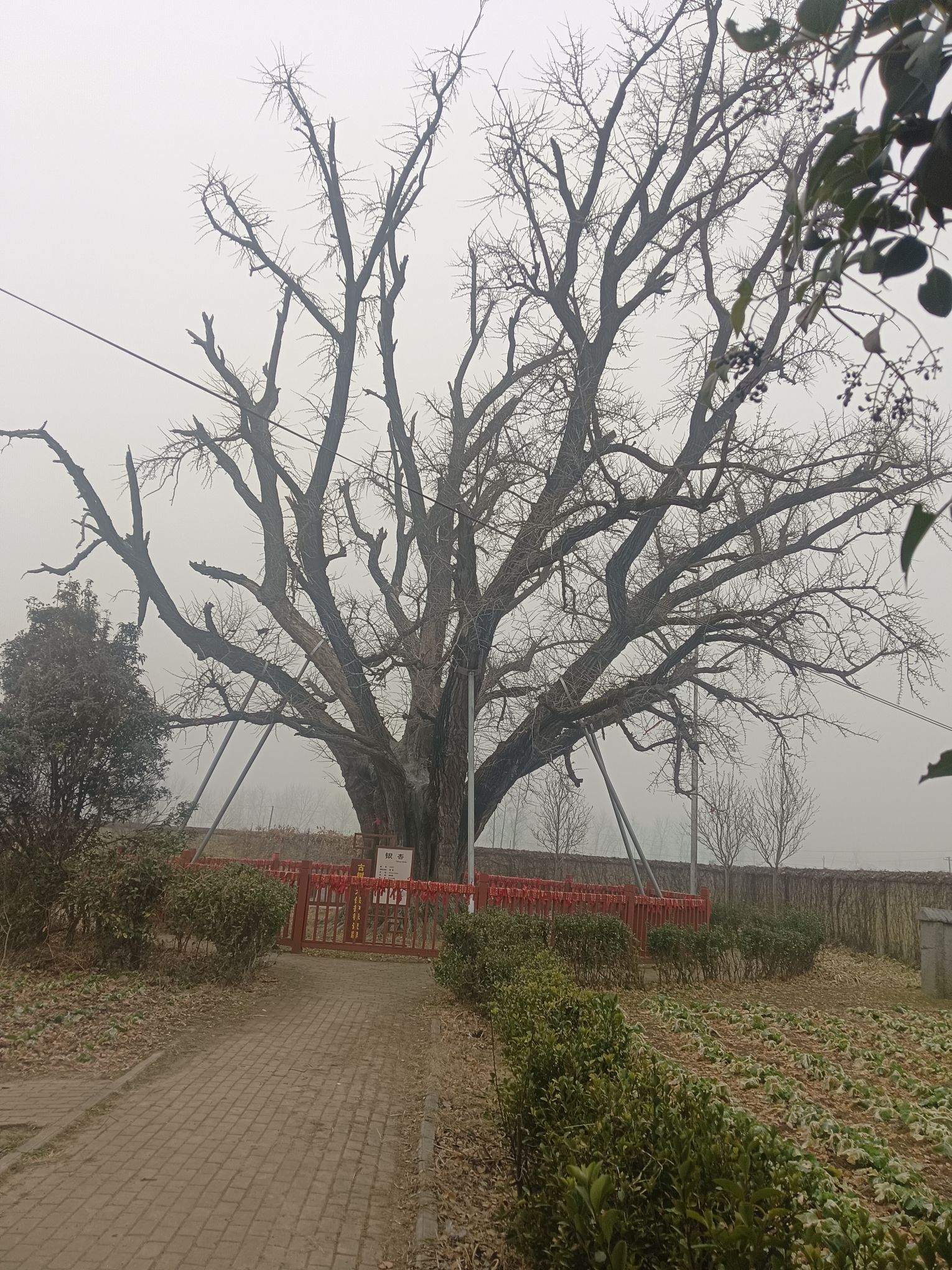 千年银杏树旅行图片 1