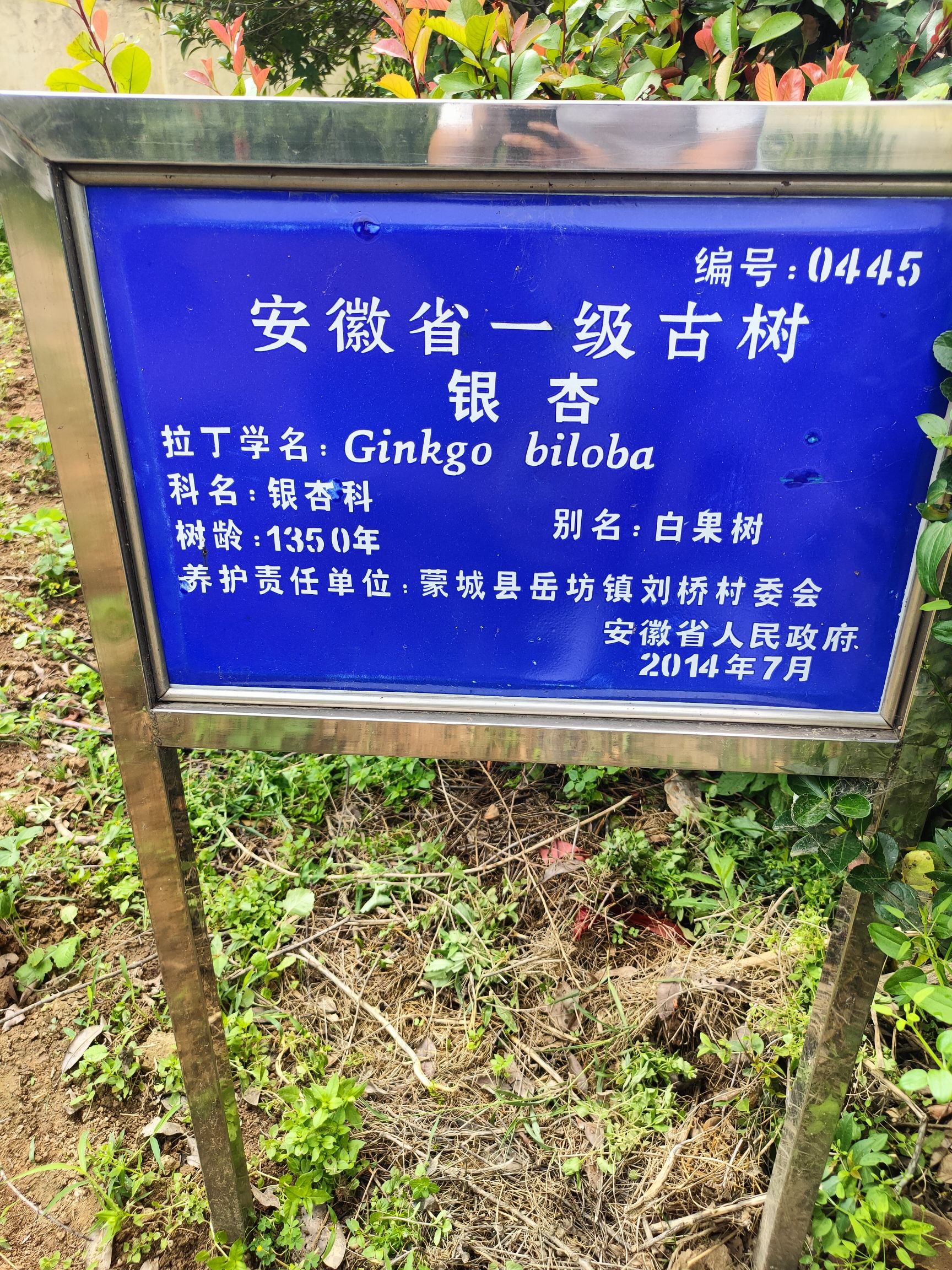 千年银杏树旅行图片 3