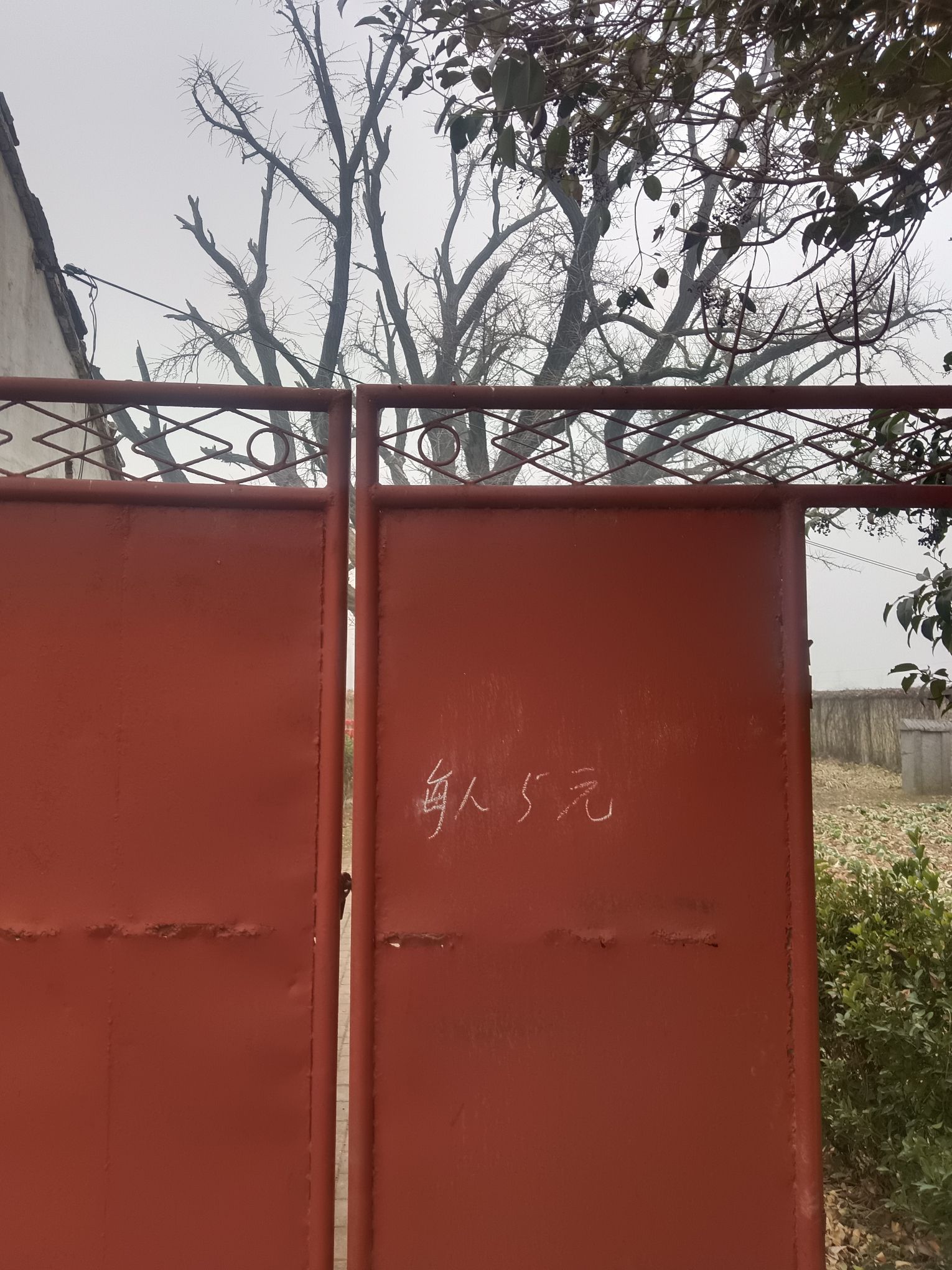 千年银杏树旅行图片 2