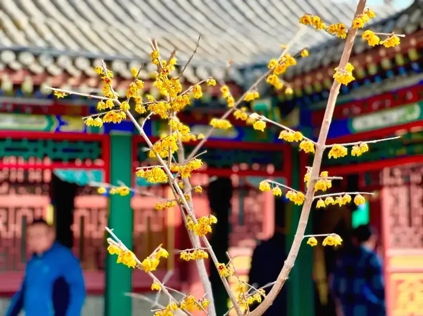 正定古城旅行图片 3