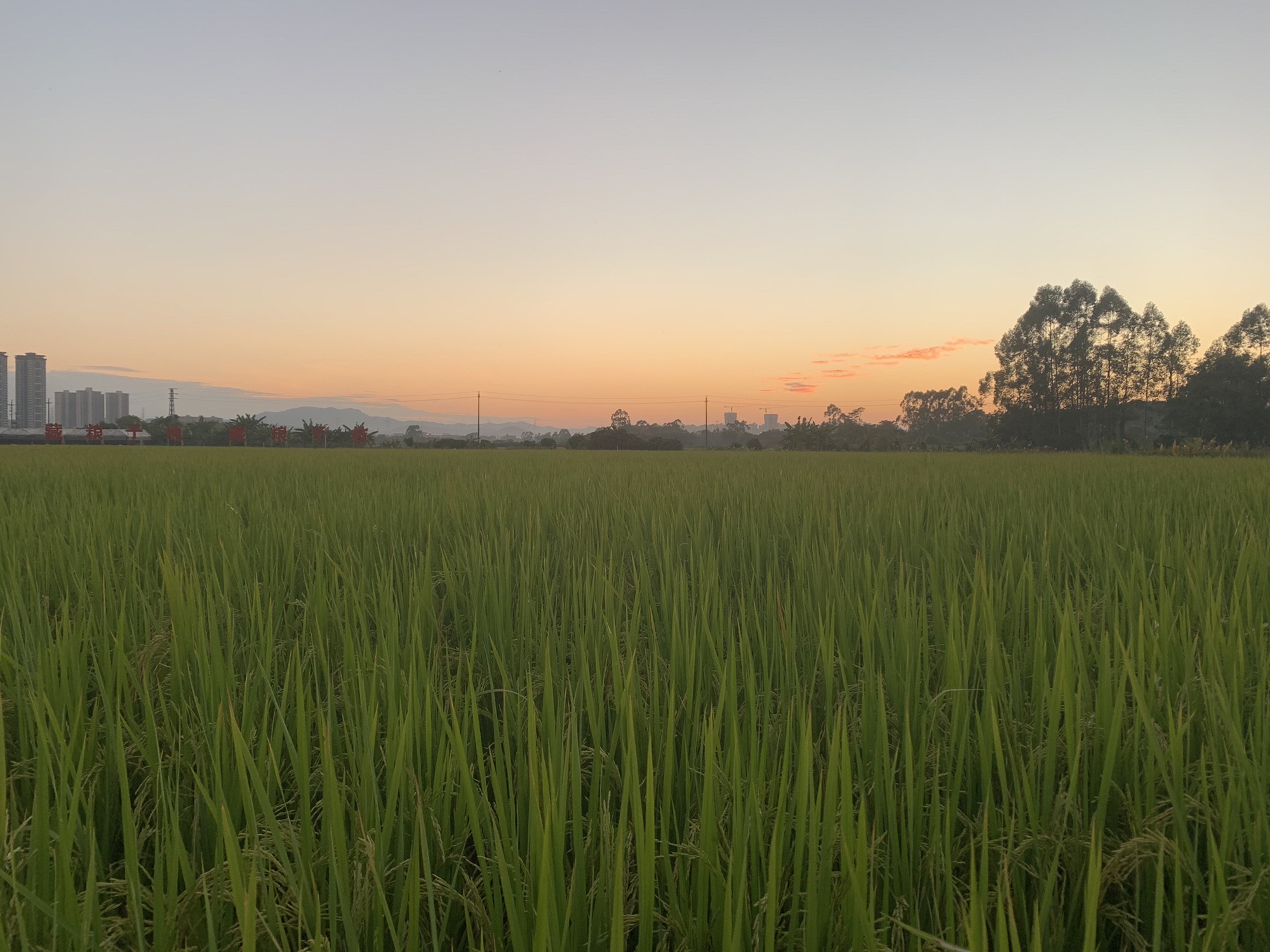 朱村街丝苗米文化公园旅行图片 3