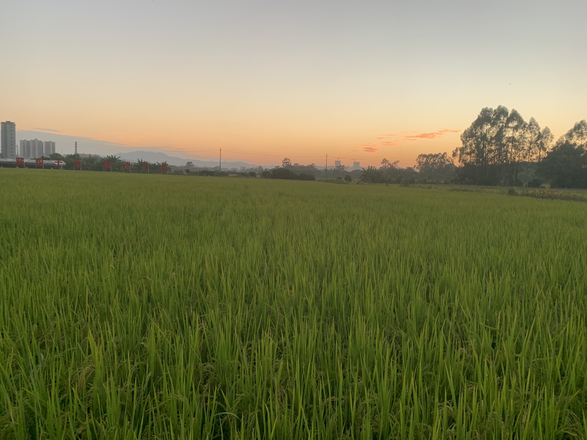 朱村街丝苗米文化公园旅行图片 1