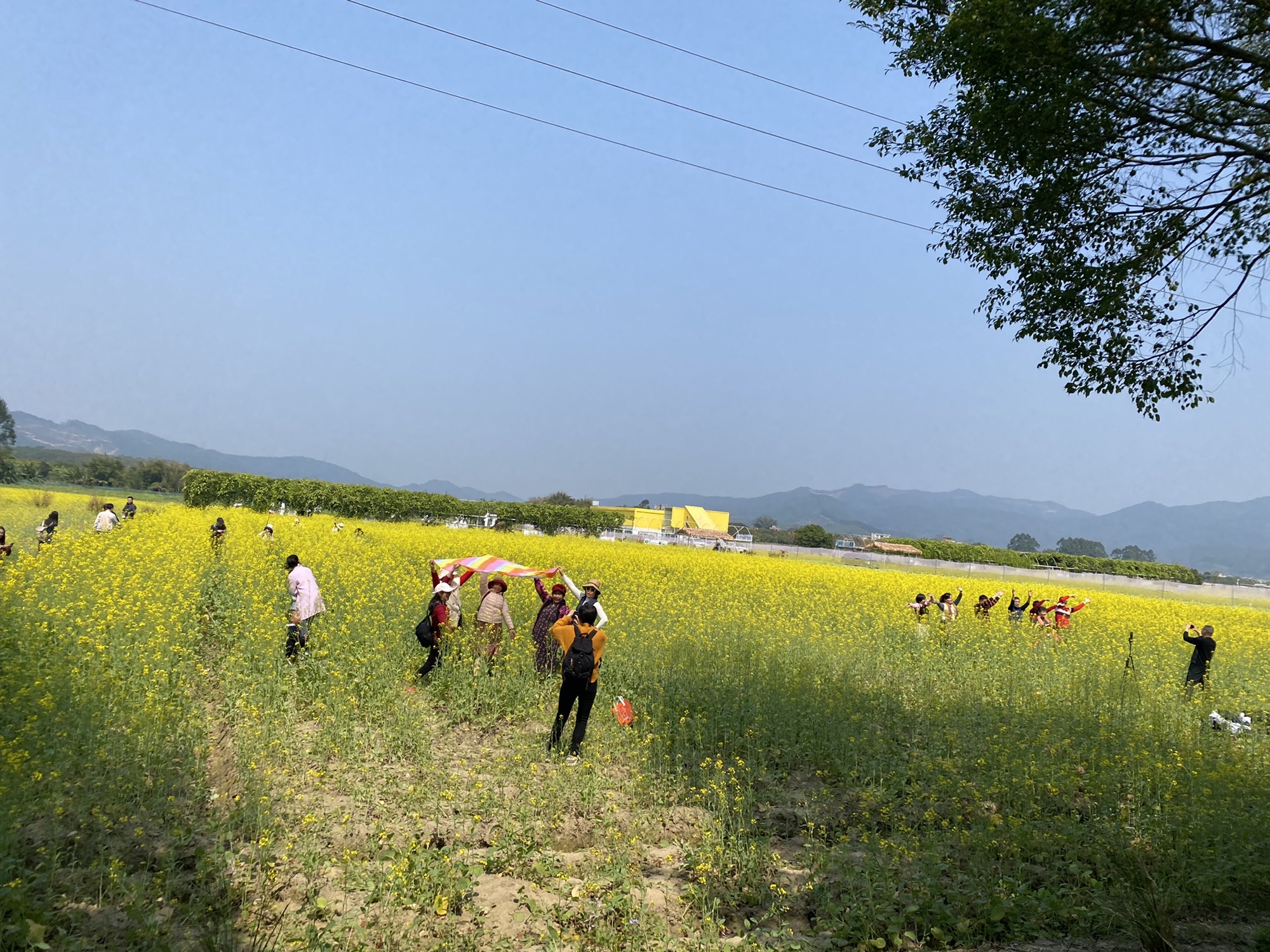 朱村街丝苗米文化公园旅行图片 3