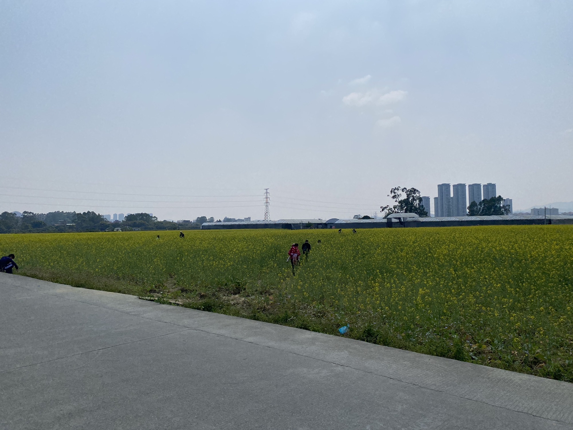 朱村街丝苗米文化公园旅行图片 2