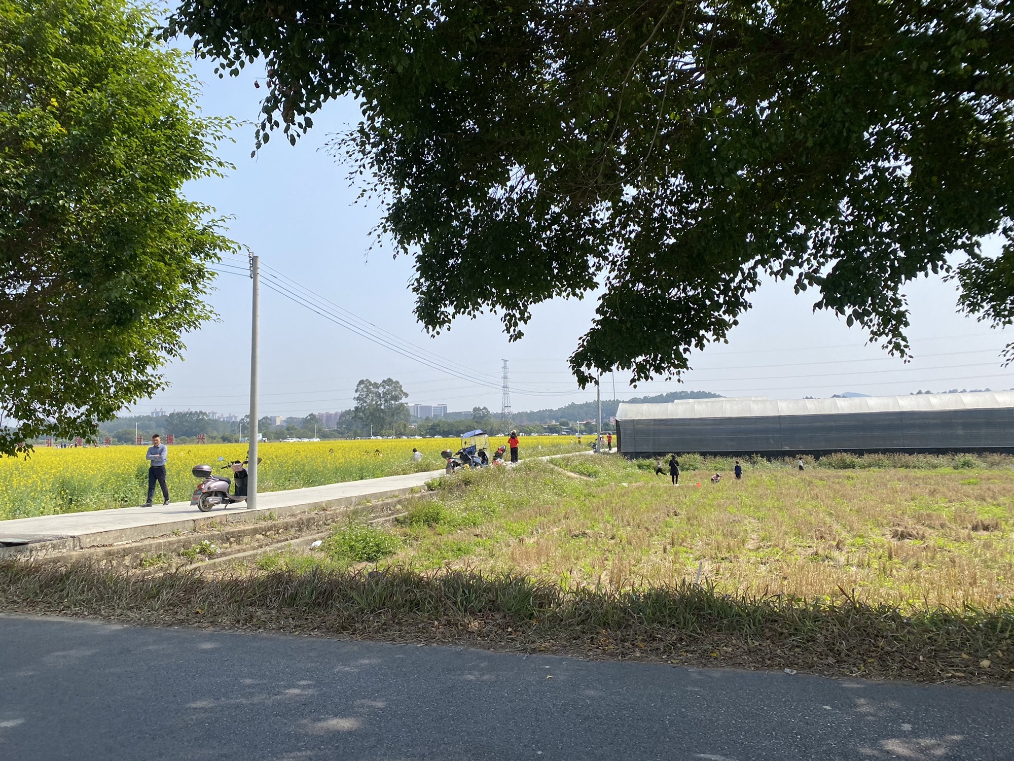 朱村街丝苗米文化公园旅行图片 1