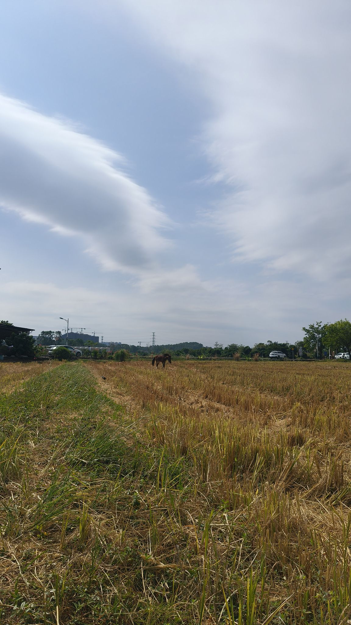 朱村街丝苗米文化公园旅行图片 3