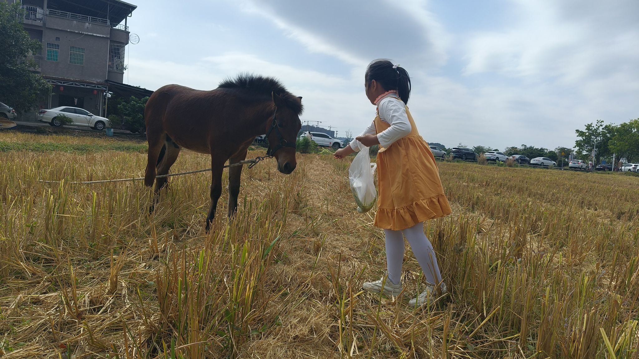 朱村街丝苗米文化公园旅行图片 1