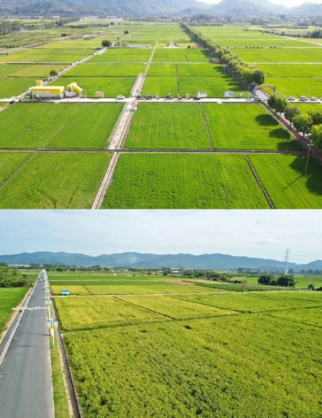 朱村街丝苗米文化公园旅行图片 3