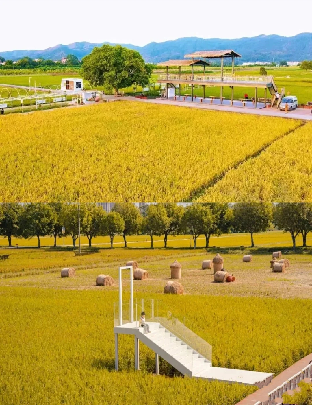 朱村街丝苗米文化公园旅行图片 1