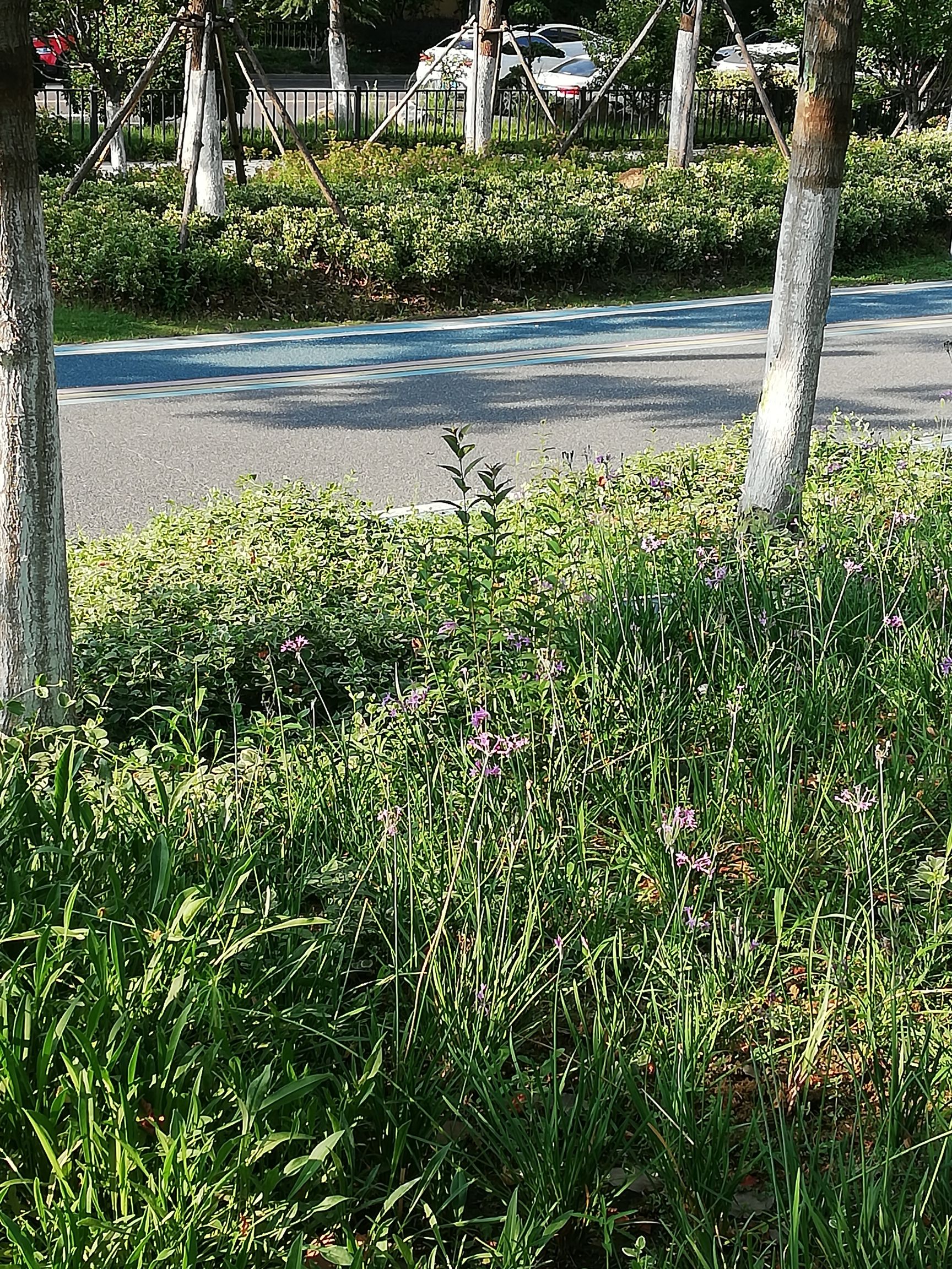 石台路公园旅行图片 3