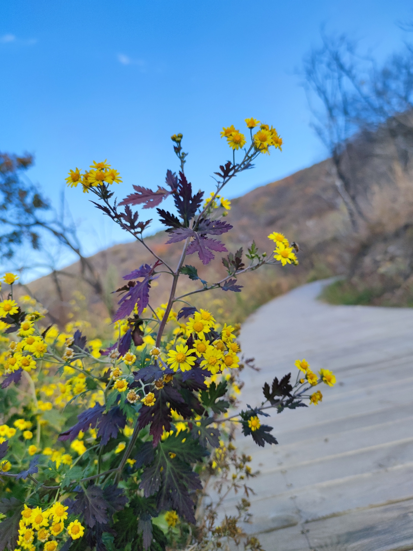 紫荆山公园旅行图片 2