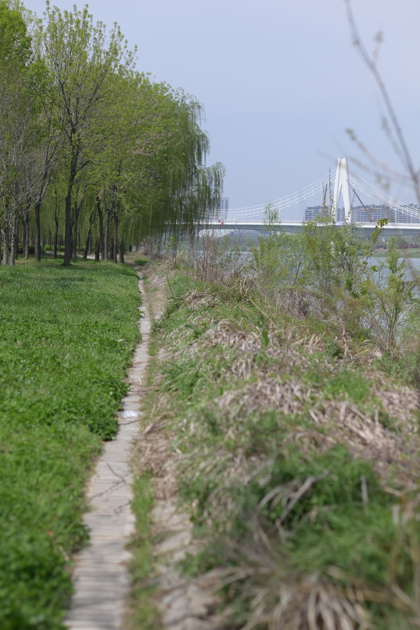 沙颍河湿地公园旅行图片 3
