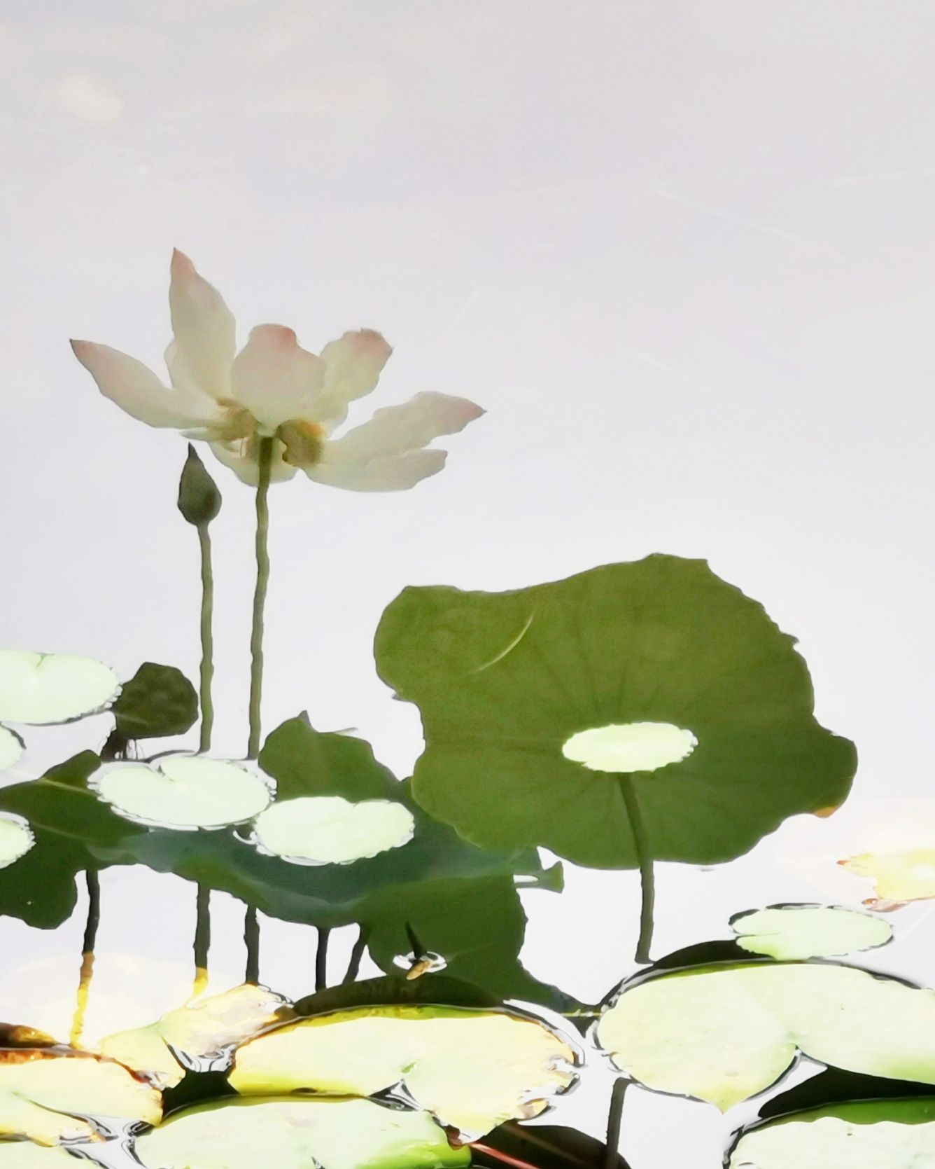北辰中心花园小微湿地