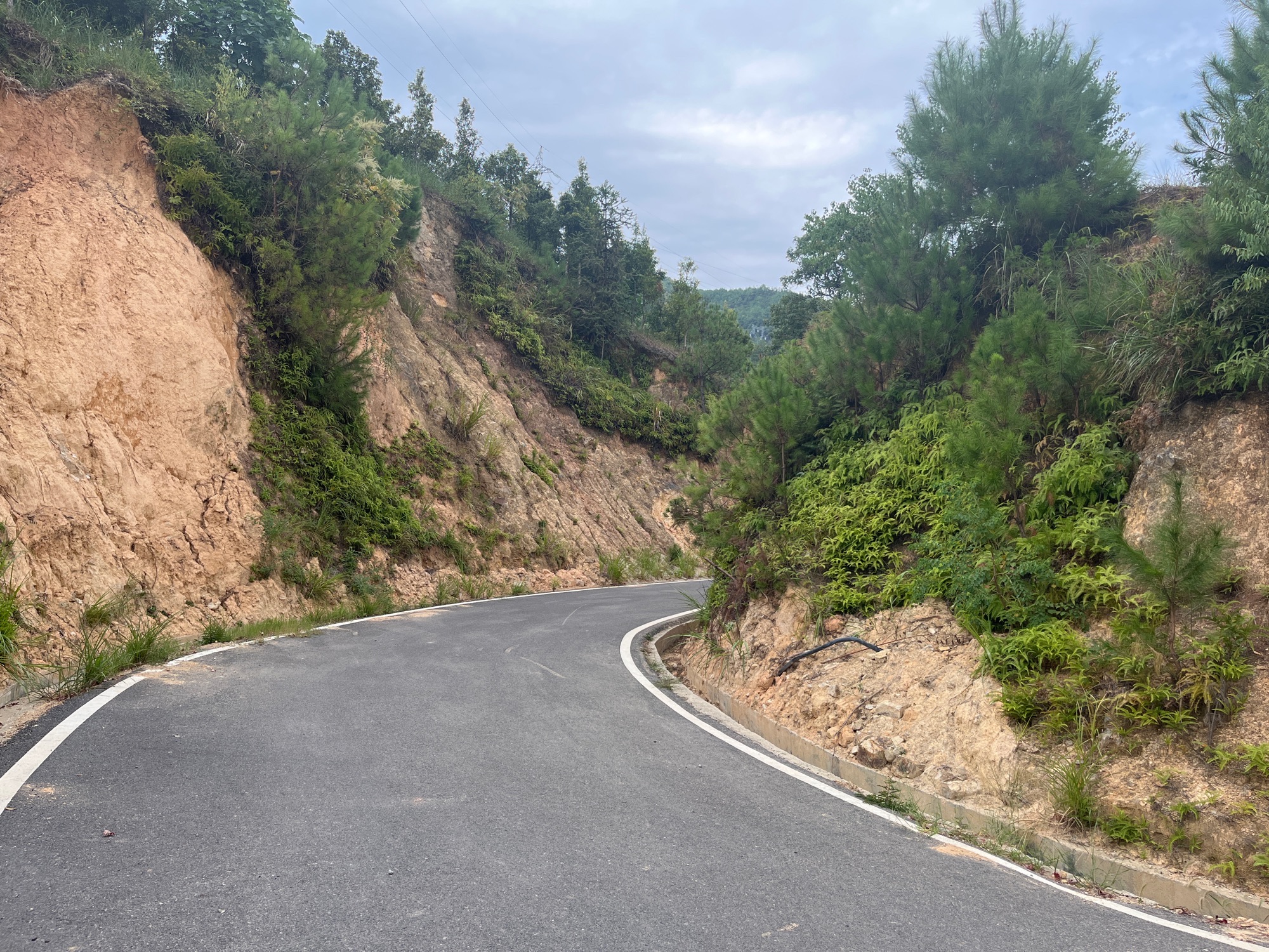庆元城市森林公园旅行图片 2