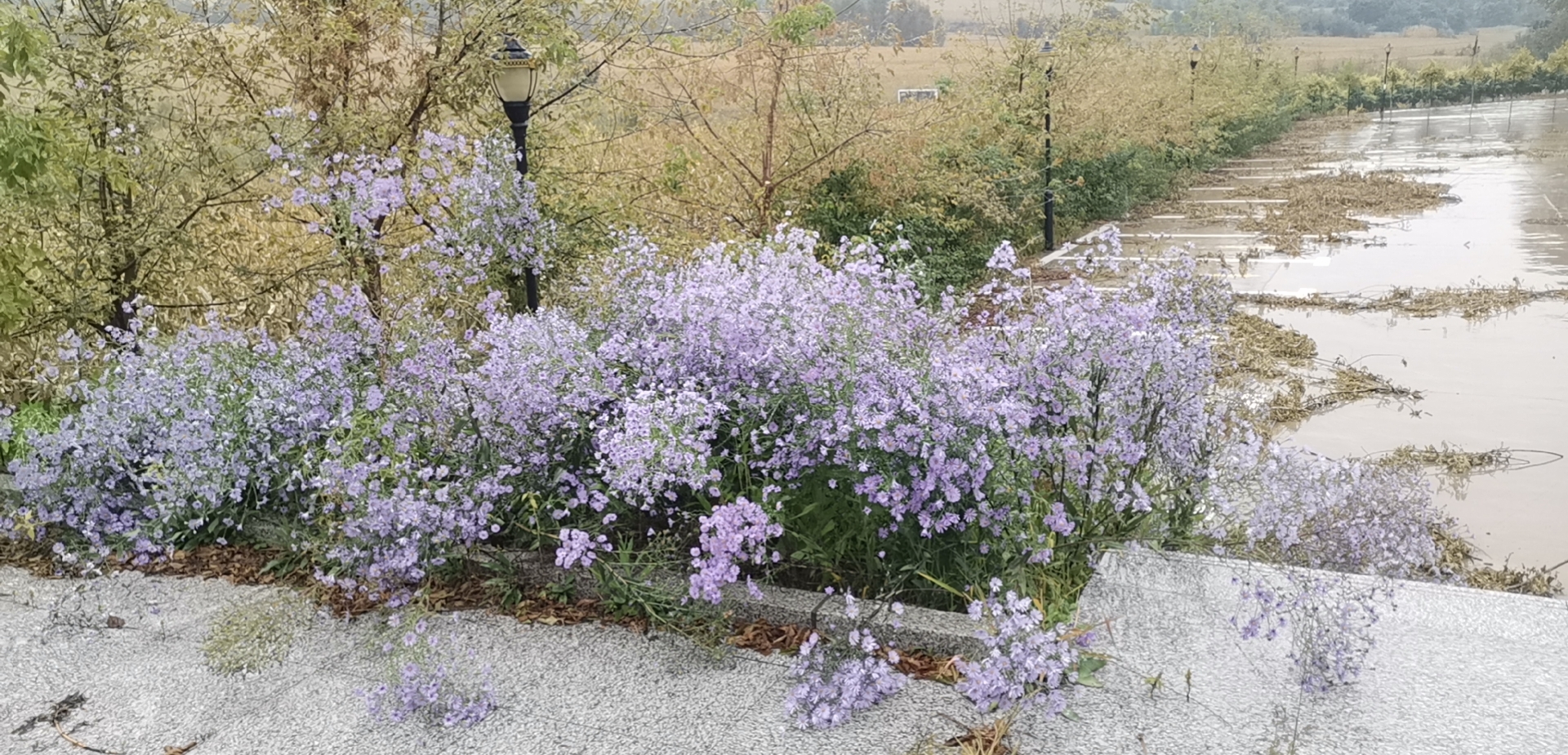 大贝花海旅行图片 2