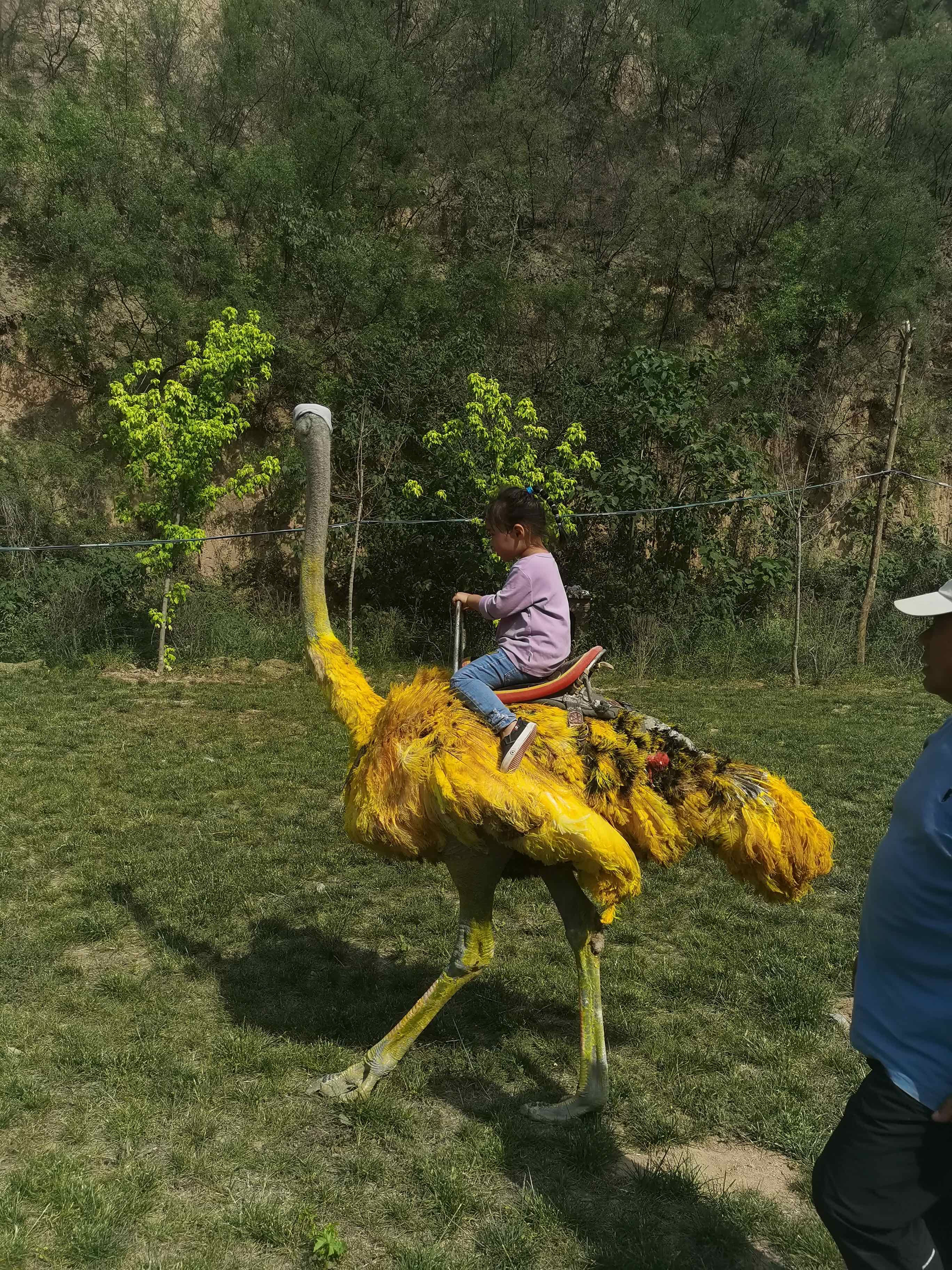 鸵鸟谷旅行图片 1